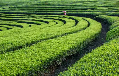 关注 | 加快推进茶业供给侧结构性改革