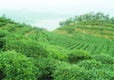 河南桐柏:丰富茶叶品类 促进农民增收